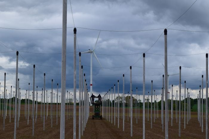 Concrete poles in the orchard